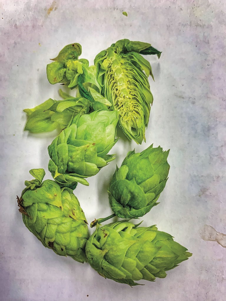 hops farming, hops for craft beer